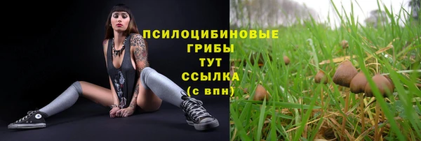 ГАЛЛЮЦИНОГЕННЫЕ ГРИБЫ Аркадак